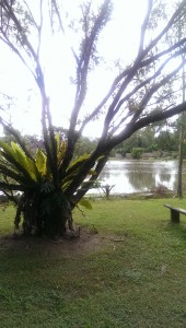 Maleny accommodation - gardens McCarthy Lake House - Staghorn