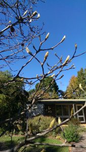 McCarthy Lake House Accommodation Maleny Magnolia Tree Buds
