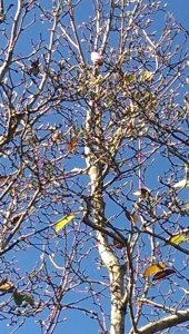 Magnolia Tree Buds - McCarthy Lake House Accommodation Maleny