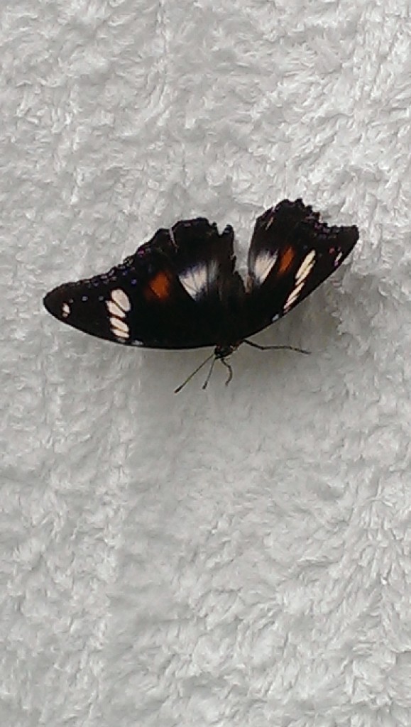 farmstay maleny butterfly
