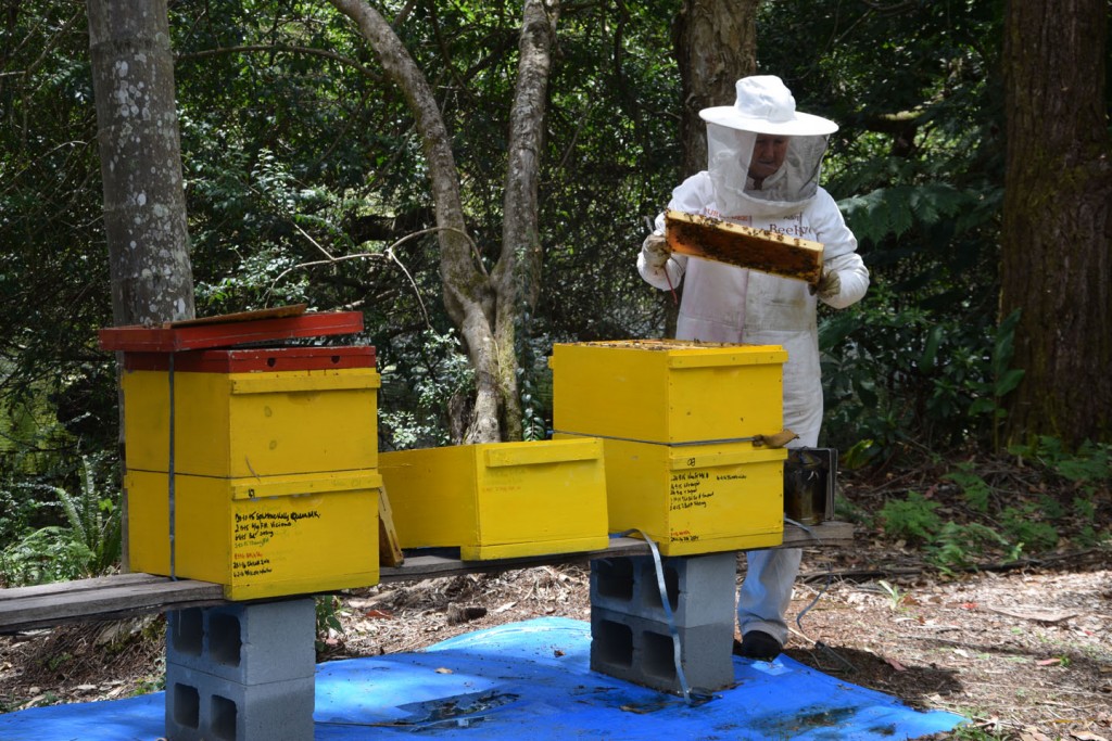 Maleny Sustainable Accommodation maintaining beehives