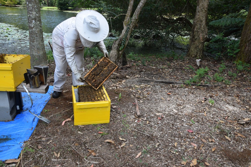 Maleny Sustainable ethical Accommodation maintaining beehives