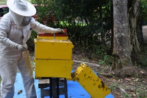 Maleny Sustainable Ethical Accommodation Maintaining Beehives