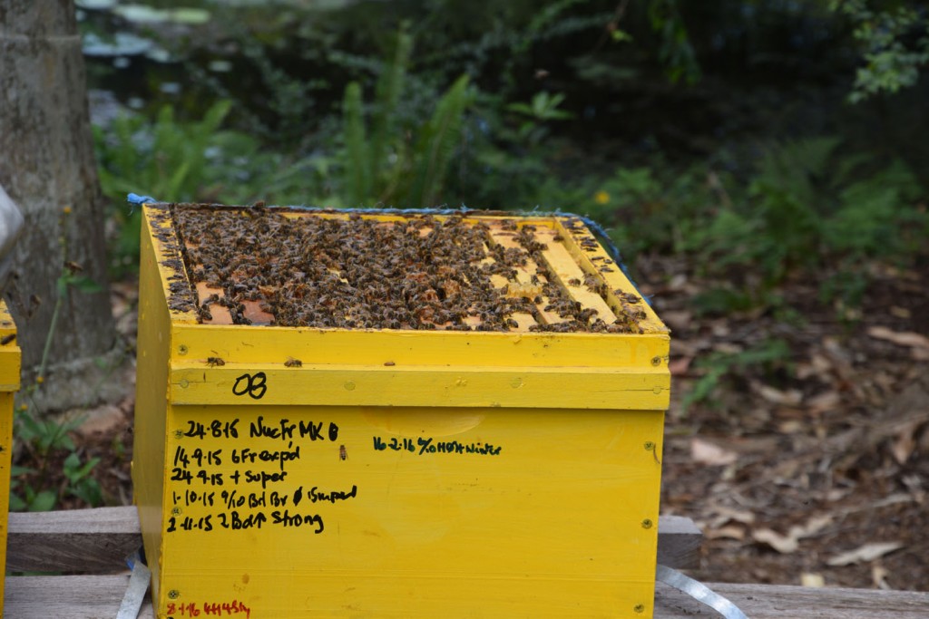 Maleny Sustainable Accommodation maintaining beehives