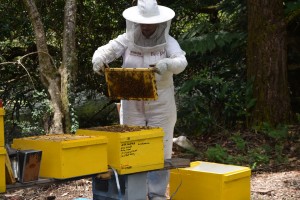 Maleny Sustainable Ethical Accommodation Maintaining Beehives